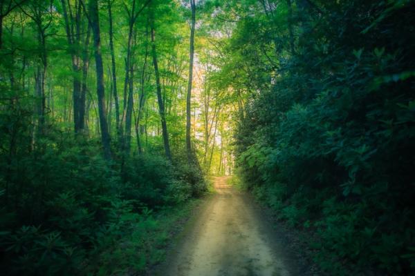 Bloom;Blossom;Blossoms;Branches;Brown;Bud;Calm;Close-up;Cool Colors;Cool Palette;Cool Tones;Couchville Cedar Glade State Natural Area;Doe Mountain;Floweret;Flowering;Flowers;Forest;Forested;Gold;Green;Greens;Habitat;Healing;Health care;Healthcare;Hiking Trail;Leaf;Nature;Pastoral;Path;Pathway;Petal;Roadway;Sunlight;Sunshine;Tan;Tennessee;Timber;Timberland;Tree;United States;Veins;Walkway;Wood;Woodland;Woods;Yellow;bark;bloom;color;flora;floral;flower;green;landscape;leaves;limbs;oneness;peaceful;plants;restful;road;serene;sky;soothing;sunlit;trail;tranquil;tree limbs;tree trunk;trees;trunk;wildflower;zen